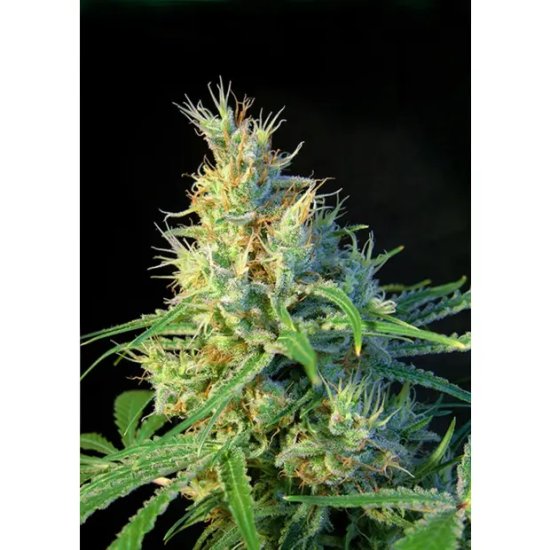 Sweet Seeds Psicodelicia - feminised