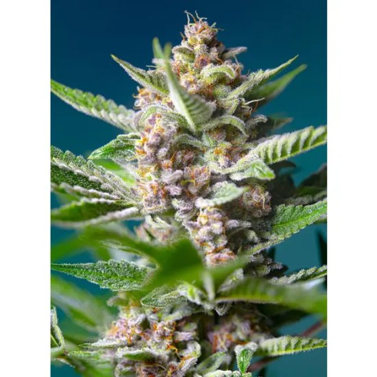 Sweet Seeds Purple Punch OG - feminised