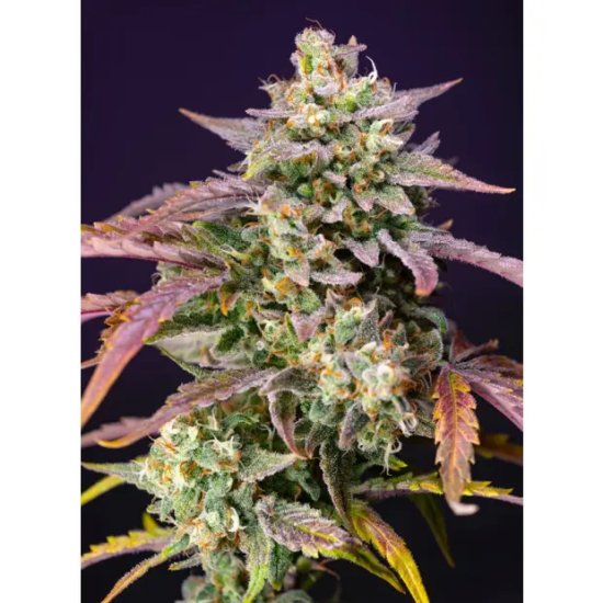 Sweet Seeds Purple Punch OG XL Auto - feminised