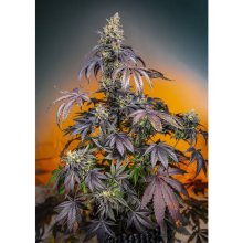 Sweet Seeds Red Gorilla Girl XL Auto - feminised