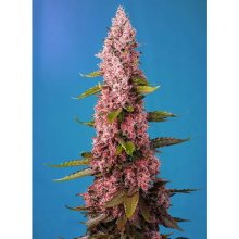 Sweet Seeds Red Hot Cookies - feminised