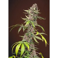 Sweet Seeds Red Mandarine F1 Fast Version - feminised