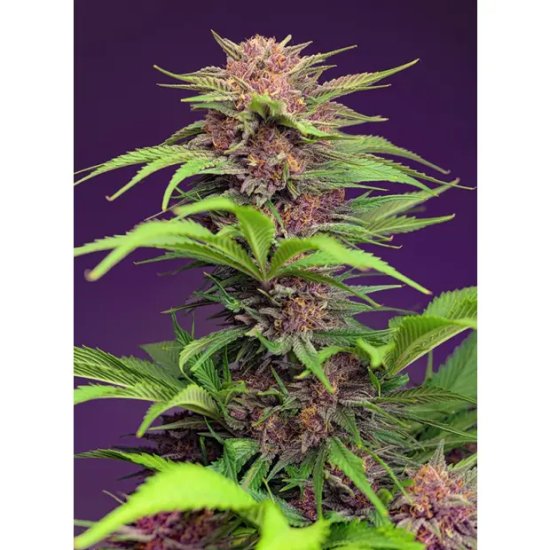 Sweet Seeds Red Mimosa XL Auto - feminised