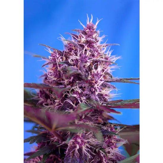 Sweet Seeds Red Poison Auto - feminised