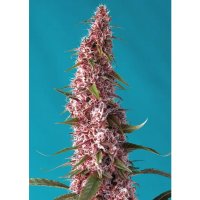 Sweet Seeds Red Pure Auto CBD - feminised