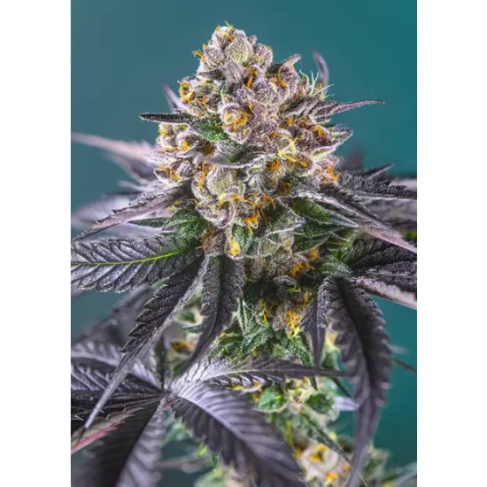 Sweet Seeds Red Strawberry Banana Auto - feminised