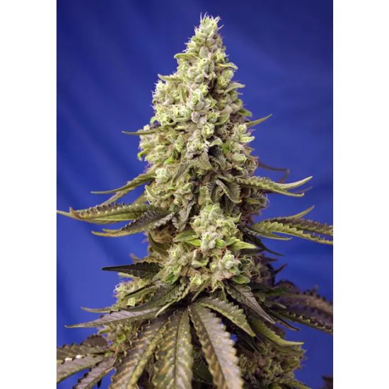 Sweet Seeds Runtz XL Auto - feminised