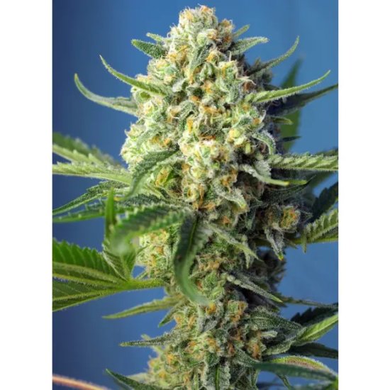 Sweet Seeds S.A.D. Sweet Afgani Delicious Auto - feminised