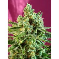 Sweet Seeds S.A.D. Sweet Afgani Delicious CBD - feminised