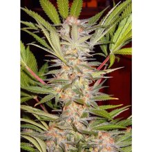 Sweet Seeds S.A.D. Sweet Afgani Delicious F1 Fast Version - feminised