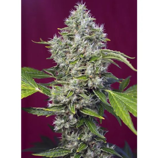 Sweet Seeds San Fernando Lemon Kush - feminised