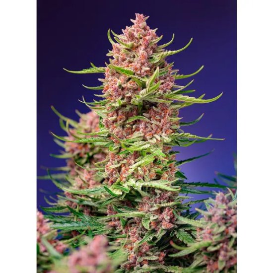 Sweet Seeds Strawberry Cola Sherbet F1 Fast Version - feminised