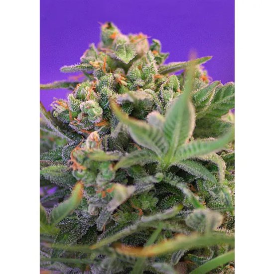 Sweet Seeds Sweet Cheese - feminised