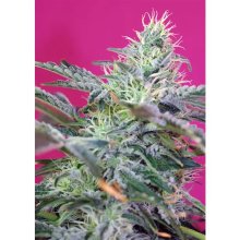 Sweet Seeds Sweet Cheese Auto - feminised