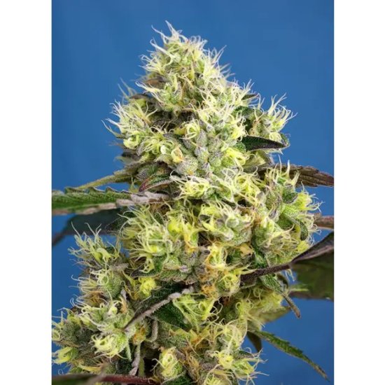 Sweet Seeds Sweet Gelato Auto - feminised