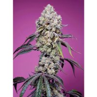 Sweet Seeds Sweet Mandarine Zkittlez F1 Fast Version - feminised