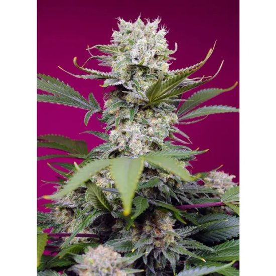 Sweet Seeds Sweet Mandarine Zkittlez XL Auto - feminised