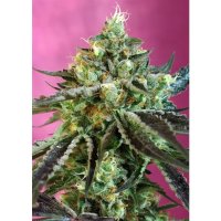 Sweet Seeds Sweet Nurse Auto CBD - feminised