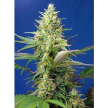 Sweet Seeds Sweet Pure Auto CBD - feminised