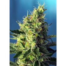 Sweet Seeds Sweet Pure CBD - feminised