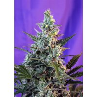 Sweet Seeds Sweet Skunk Auto - feminised