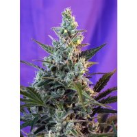 Sweet Seeds Sweet Skunk F1 Fast Version - feminised