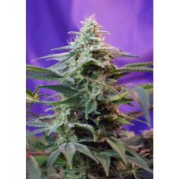 Sweet Seeds Sweet Special Auto - feminised