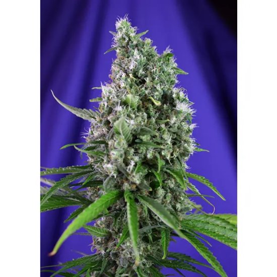 Sweet Seeds Sweet Trainwreck Auto - feminised