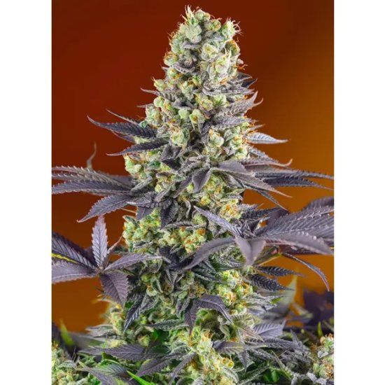 Sweet Seeds Sweet Zenzation - feminised