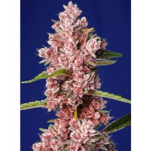 Sweet Seeds Tropicanna Poison F1 Fast Version - feminised