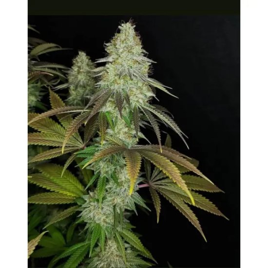 The Cali Connection 818 Headband aka Sour OG - feminised