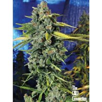 The Cali Connection Blue Dream Haze - feminised