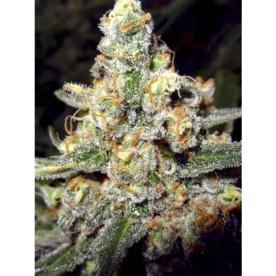 The Cali Connection Buddha Tahoe OG - feminised