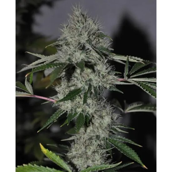 The Cali Connection Chem 4 OG - feminised