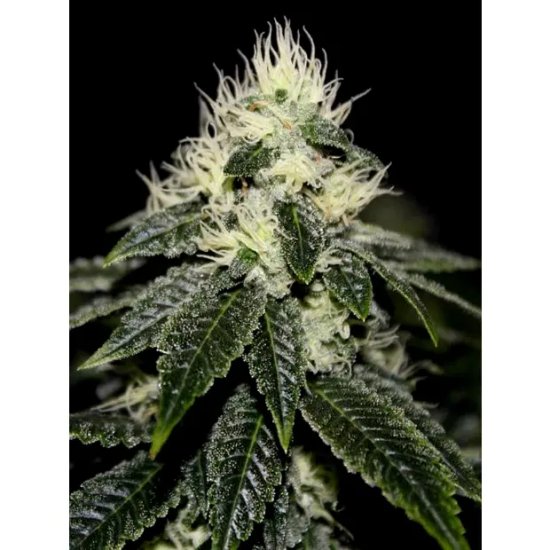 The Cali Connection Chem 91 Sk Va - feminised