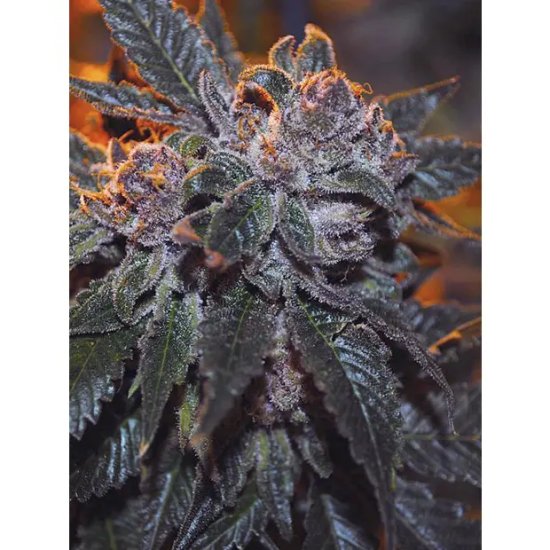 The Cali Connection Corleone Kush - feminised