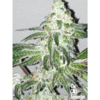 The Cali Connection Girl Scout Cookies - feminised