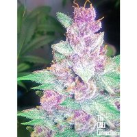 The Cali Connection Grape OG - feminised