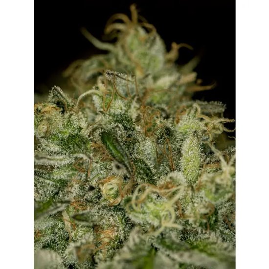 The Cali Connection Green Crack - feminised