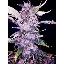 The Cali Connection Purple Chem - feminised