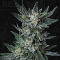 T.H. Seeds Auto Bubblegum - feminised