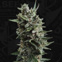 T.H. Seeds Auto Critical HOG - feminised