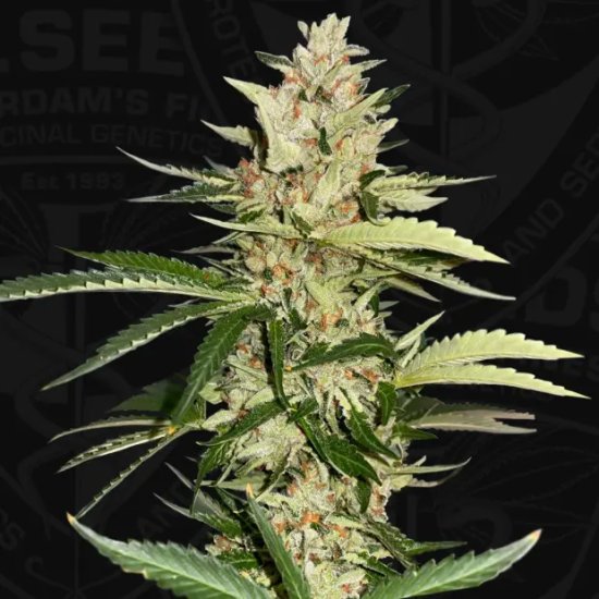 T.H. Seeds Banana Candy Krush - feminised