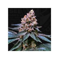 T.H. Seeds Black Apple Hitchcock - feminised