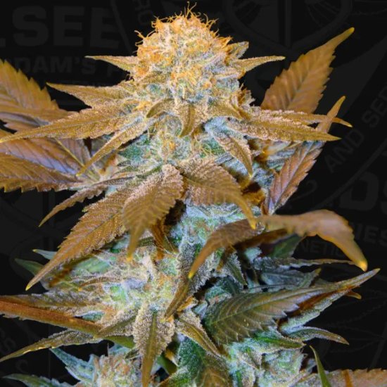 T.H. Seeds Critical HOG - feminised