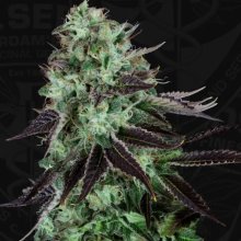 T.H. Seeds Darkstar - feminised