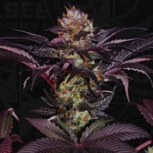 T.H. Seeds French Macaron - Gelato 33 X French Cookies - feminised