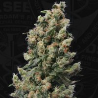 T.H. Seeds Kushage - feminised