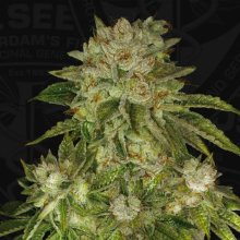 T.H. Seeds Mk Ultra - feminised