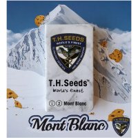 T.H. Seeds Mont Blanc - feminised